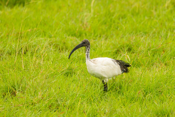 Africa, Tanzania, Ngorongoro Crater. Sacred ibis in grass.
