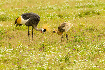 Africa, Tanzania, Ngorongoro Crater. Crowned crane adult and chick and flowers.
