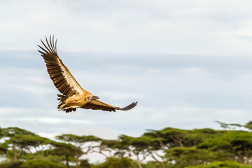 Africa, Tanzania, Serengeti National Park. Griffon vulture in flight.