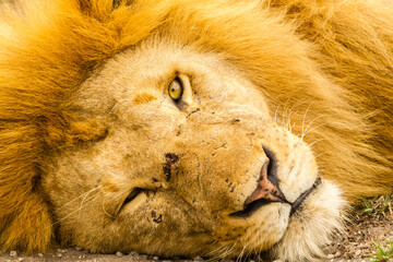 Africa, Tanzania, Serengeti National Park. Close-up of resting African lion.