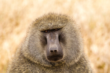 Africa, Tanzania, Serengeti National Park. Olive baboon close-up.
