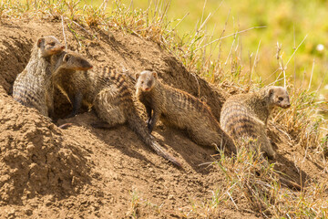 Africa, Tanzania, Serengeti National Park. Banded mongooses at den.