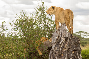 Africa, Tanzania, Serengeti National Park. African lion mother and cub on dead tree.