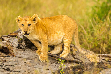 Obraz na płótnie Canvas Africa, Tanzania, Serengeti National Park. African lion cub on log.