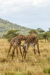 Naklejka na ściany i meble Africa, Tanzania, Serengeti National Park. Young Maasai giraffes sparring.