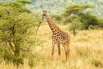 Africa, Tanzania, Serengeti National Park. Maasai giraffe eating.
