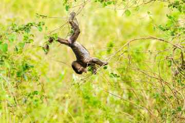 Africa, Tanzania, Serengeti National Park. Olive baboon baby playing in tree.