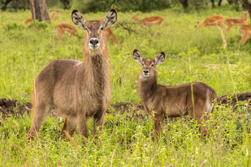 Africa, Tanzania, Tarangire National Park. Waterbuck mother and baby close-up.