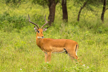 Africa, Tanzania, Tarangire National Park. Impala male close-up.