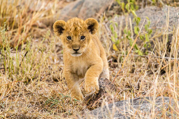 Africa, Tanzania, Serengeti National Park. African lion cub close-up.