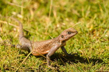 Africa, Tanzania, Serengeti National Park. Agama lizard close-up.