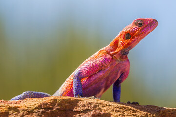 Africa, Tanzania, Serengeti National Park. Agama lizard close-up.