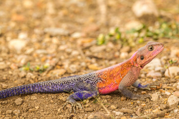 Africa, Tanzania, Serengeti National Park. Agama lizard close-up.
