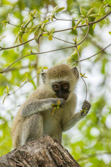 Africa, Tanzania, Tarangire National Park. Young vervet monkey close-up.