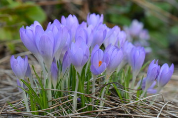 Purple cup-shaped crocus flowers are striped upward-facing over grasslike leaves with white central stripe They appear from late winter to early spring and attract bees seeking food for their colonies