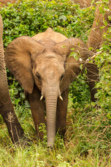 Fototapeta premium Africa, Tanzania, Tarangire National Park. African elephant baby between adults.