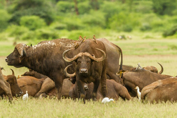 Obraz premium Africa, Tanzania, Lake Manyara National Park. Cape buffalos and birds.