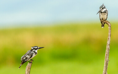 Africa, Tanzania, Lake Manyara National Park. Pied kingfishers on branch stumps.
