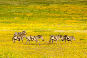 Naklejka premium Africa, Tanzania, Ngorongoro Crater. Zebras in flower field.