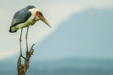 Africa, Tanzania, Tarangire National Park. Marabou stork on tree stump.