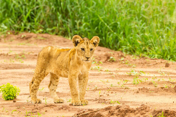 Africa, Tanzania, Tarangire National Park. Lion cub close-up.