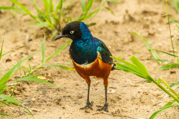 Africa, Tanzania, Tarangire National Park. Superb starling bird close-up.