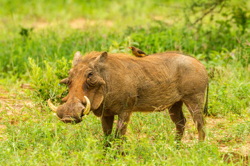 Africa, Tanzania, Tarangire National Park. Warthog with yellow-billed Oxpecker grooming him.