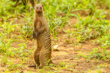 Africa, Tanzania, Tarangire National Park. Banded mongoose close-up.