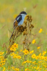 Africa, Tanzania, Ngorongoro Crater. Common fiscal shrike and flowers.