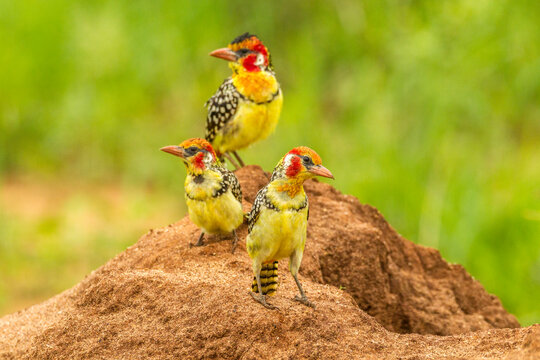 Africa, Tanzania, Tarangire National Park. Red-and-yellow barbets on dirt mound.