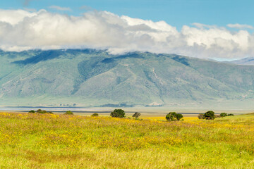 Africa, Tanzania, Ngorongoro Crater. Blooming landscape inside crater.