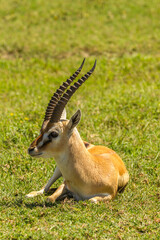 Naklejka na ściany i meble Africa, Tanzania, Ngorongoro Crater. Grant's gazelle resting.