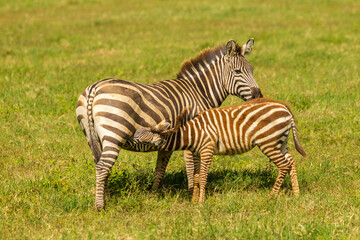 Fototapeta na wymiar Africa, Tanzania, Ngorongoro Crater. Zebra young nursing.