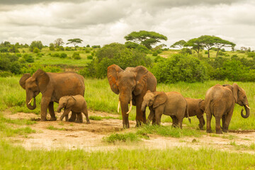 Fototapeta premium Africa, Tanzania, Tarangire National Park. African elephant adults and young.