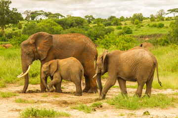 Fototapeta na wymiar Africa, Tanzania, Tarangire National Park. African elephants and young.
