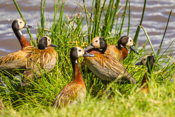 Africa, Tanzania, Ngorongoro Crater. White-faced whistling ducks next to water. © Danita Delimont