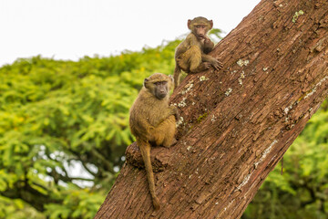 Africa, Tanzania, Ngorongoro Crater. Olive baboons on tree.