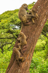 Africa, Tanzania, Ngorongoro Crater. Olive baboons on tree.