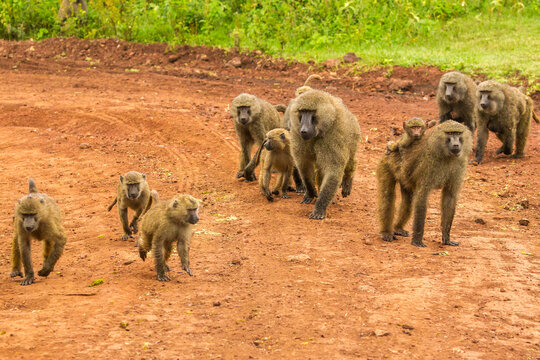 Africa, Tanzania, Ngorongoro Crater. Olive baboons on dirt road.