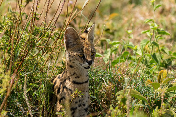 Africa, Tanzania, Serengeti National Park. Serval cat in grass.