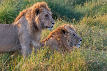 Africa, Tanzania, Serengeti National Park. Male lions close-up.