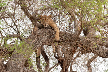 Africa, Tanzania, Tarangire National Park. Lion in tree.