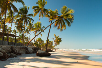 Tropical landscape with beach with coconut trees at sunset