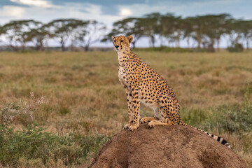 Africa, Tanzania, Serengeti National Park. Adult cheetah on termite mound.
