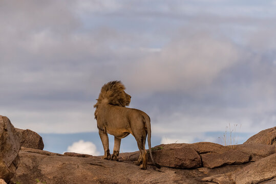 Africa, Tanzania, Serengeti National Park. Male Lion On Rock.