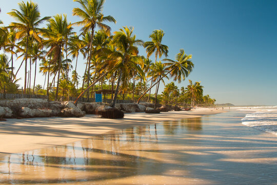 Tropical landscape with beach with coconut trees at sunset