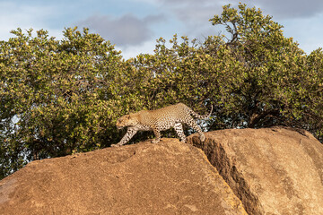 Fototapeta premium Africa, Tanzania, Serengeti National Park. Leopard walking on boulder.