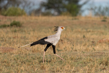 Africa, Tanzania, Serengeti National Park. Secretary bird.