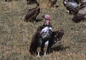 Africa, Tanzania, Ndutu.  A Lappet-faced or Nubian Vulture (Torgos tracheliotus)