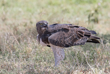 Africa, Tanzania, Ngorongoro Crater, Tanzania. Martial Eagle (Polemateus bellicosus)